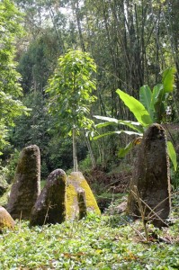 one of the characteristics of Toraja villages are the rante’s, ceremonial grounds, which are often covered with huge megaliths