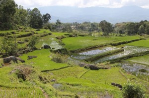 terraced rice paddies outside Batutumonga
