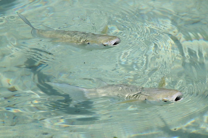 the water around the islands is teeming with fish