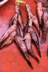 not all animals are exotic, one can buy fish on a string