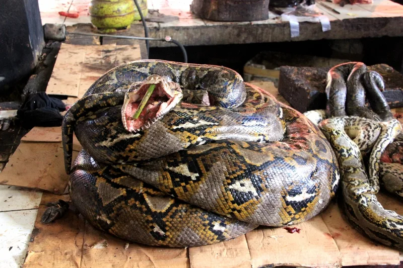 snake for sale, and not a small one