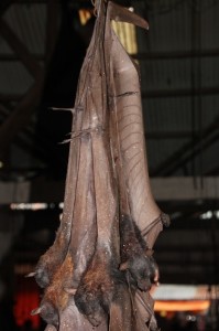 bats hanging in the market of Tomohon