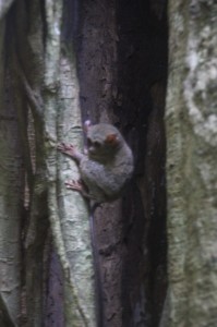 a tarsier, unfazed by the presence of people