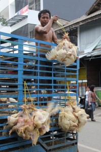 chicken seller, straight from the truck