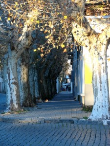 another tree-lined part of a street