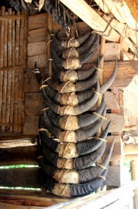buffalo horns in Kampung Tarona