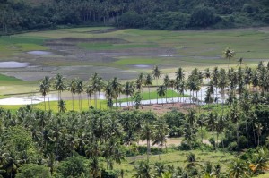 the view of rice paddies and palm trees