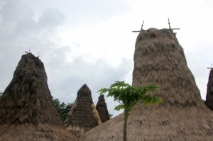 the roofs of the kampung