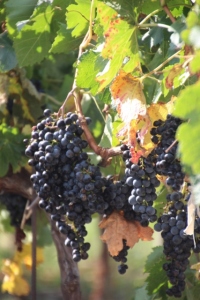 more grapes, ready to harvest