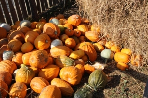 pumpkins in the yard of a Moldavia village house