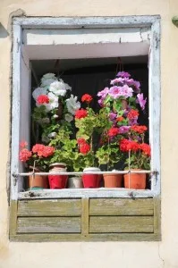 flower-filled window, Sighisoara