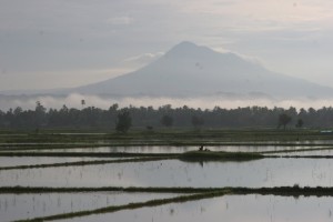 one of the volcanos near Banda Aceh as backdrop for the paddies