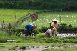 three women at work in the fields