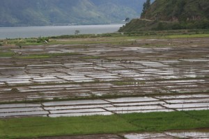 rice paddies surround the lake, in parts