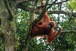 Orang Utan with young in the trees
