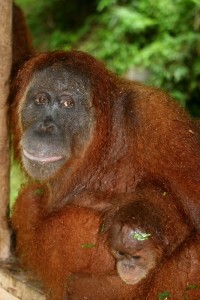 another Orang Utan, with young