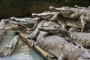 crocodiles stacked on top of each other