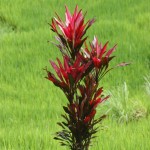 red plant contrasts with the green rice paddies