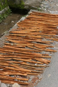 cinnamon drying along the road