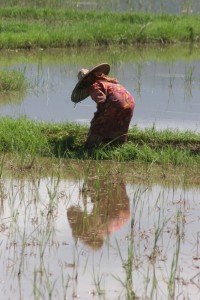 woman working her rice paddy