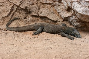 the first Komodo Dragon, near the jetty of Rinca