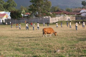Ruteng football pitch, including cow