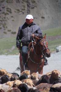 horse rider managing sheep and horses across the mountains to summer pastures