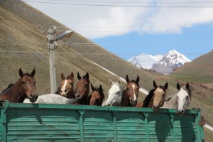 some of the horses travel by truck