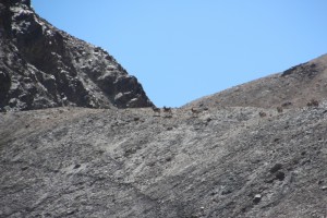Marco Polo sheep spurting away, almost invisible against the mountain slope