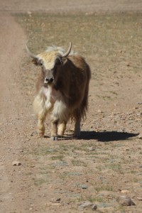 a yak, curious about us intruders