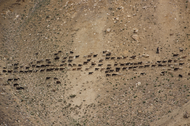 herd of sheep moving along the slopes