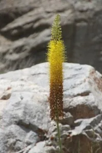 parts of the Panj River valley are filled with yellow flowers