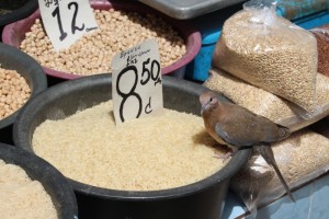 an unusual customer for the rice