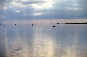 the Karavasta lagoon, and pelican