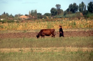 Albanian woman with her cow