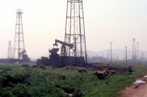 the oil fields are shared with the sheep