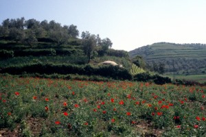 Albanian pill box bunker, with poppies to add colour 
