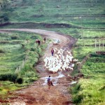 sheep moving through the Albanian countryside