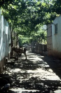 shaded street in Lin