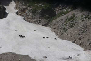 and the occasional small glacier, populated by cows