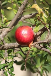 a pommegranate, on Monzi island