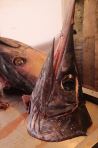 including fish head, the local swordfish