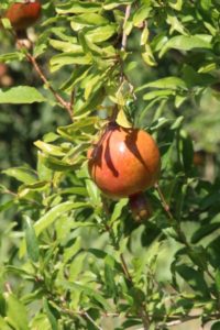 behind the hamman, a pommegranate orchard