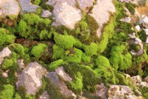 even here, there is some life, in the form of mosses that benefit from a small cascade